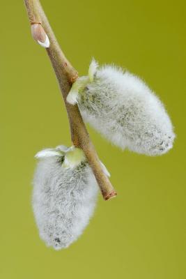 Download Two Flowering Catkins from a Goat Willow Tree Journal: Take Notes, Write Down Memories in This 150 Page Lined Journal - Flower Lovers Journal | ePub