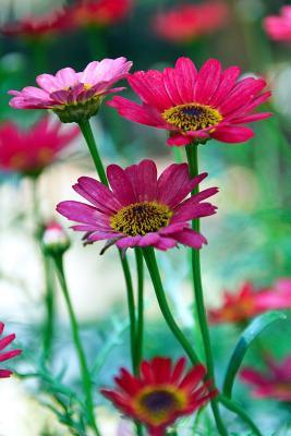 Read Bright Pink Gerbera Daisy Flowers Garden Journal: 150 Page Lined Notebook/Diary - NOT A BOOK | ePub